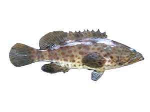lapu lapu fish benefits